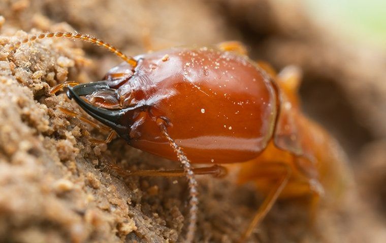 San Antonio's Guide To Effective Drywood Termite Removal | EnviroGuard