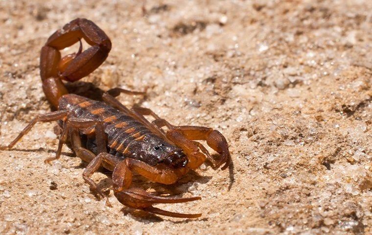 Answering Bryan, TX's Most Commonly Asked Scorpion Questions