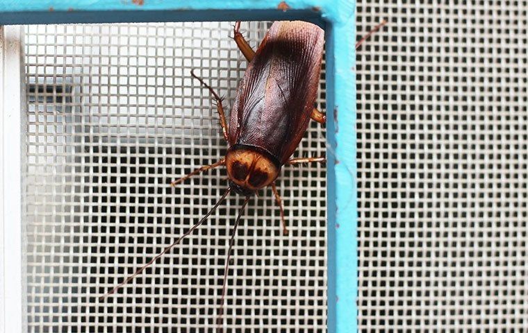 A Handy Guide To Total Cockroach Control For Corpus Christi Homes