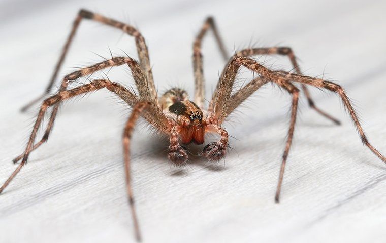 Prevention Tips To Deal With Spiders In Corpus Christi | EnviroGuard