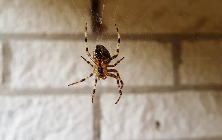 House Spiders 101: A Complete Guide To Common Indoor Arachnids In