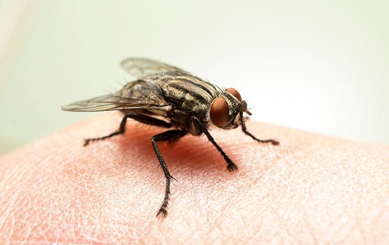 The Key To Keeping Flies Away From Your Corpus Christi Home