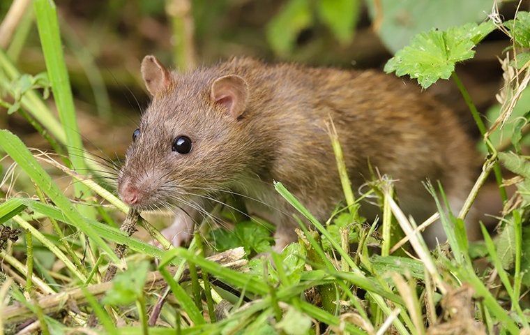 Rats In Lubbock Can Be A Real Problem | EnviroGuard Pest Control