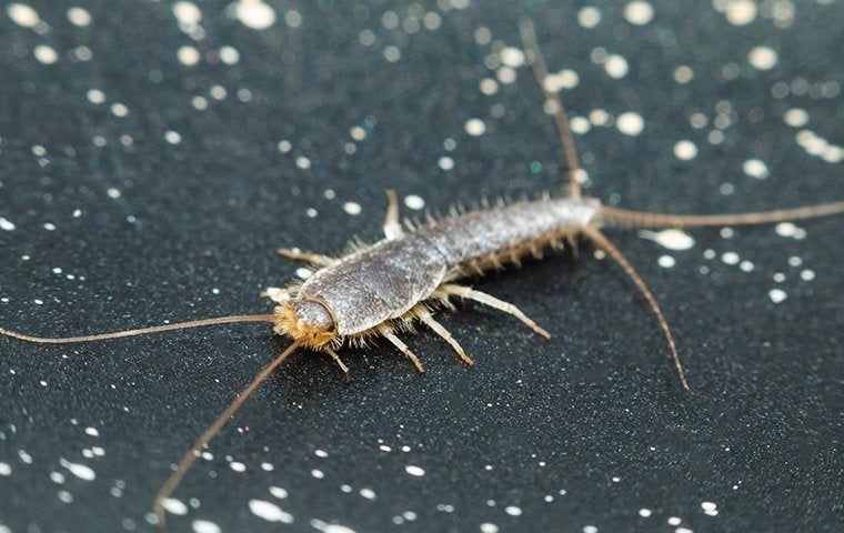 Silverfish Survival Guide: How To Eliminate Them In Your Corpus Christi