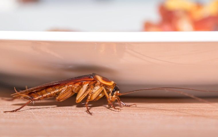 Early Warning Signs Of Roaches In Your Lubbock Home | EnviroGuard Pest