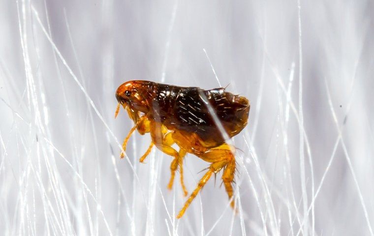 Pest Spotlight: How To Effectively Handle The Fleas In Lubbock