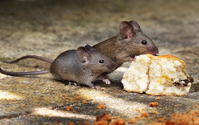 Help! I Can't Keep Mice Out Of My Corpus Christi Home. | EnviroGuard