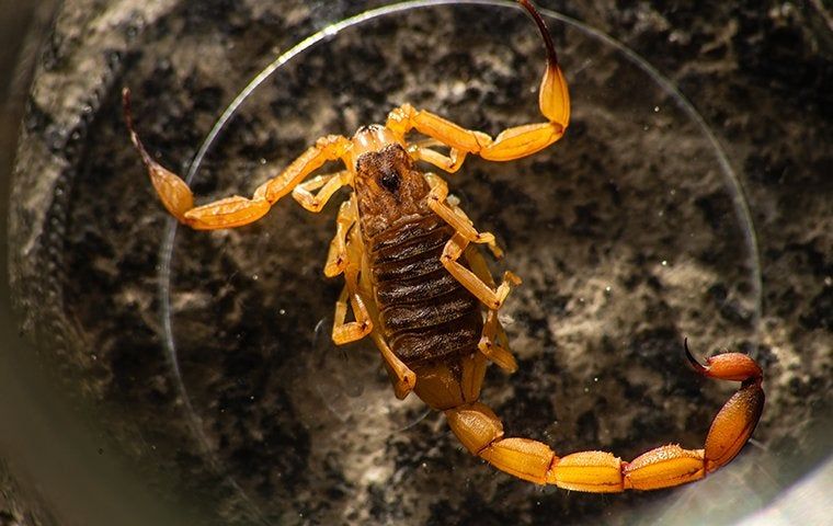 Five Simple Yet Effective Scorpion Control Tips For Corpus Christi