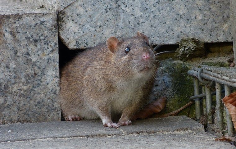 The Secret To Keeping Rats Out Of Your Lubbock Home | EnviroGuard Pest