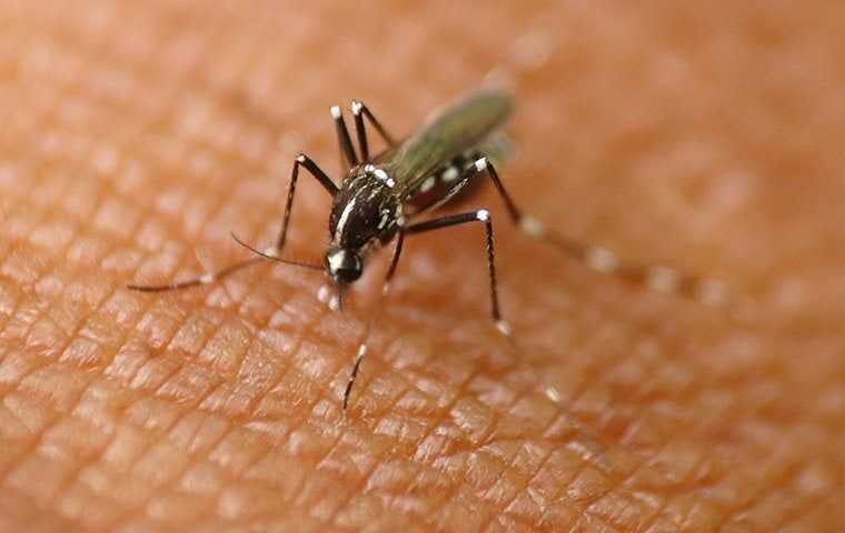 mosquito biting someone's skin