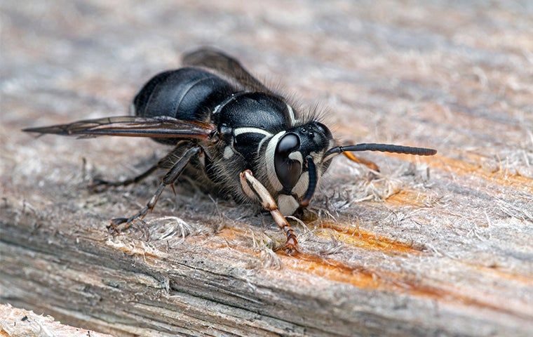 The Importance Of Professional Stinging Insect Control In Lubbock