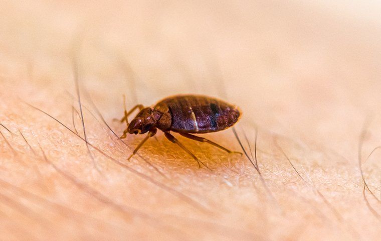 The Bed Bug Battle: Effective Control Strategies For San Antonio Homes